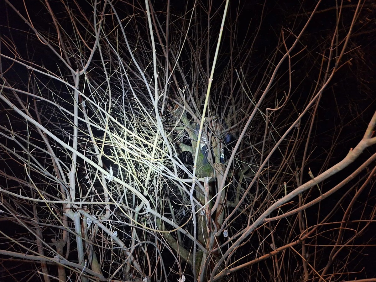resevanje macka